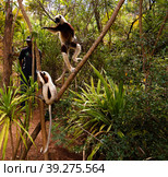 Portrait of the Coquerel's sifaka aka Propithecus coquereli at Lemurs park, Antananarivo, Madagascar. Стоковое фото, фотограф Сергей Майоров / Фотобанк Лори