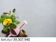 Gardening background with yellow gerbera, gardening tolls and garden flowers plant on gray concrete background. Стоковое фото, фотограф Светлана Лажко / Фотобанк Лори