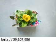 Gardening background with yellow gerbera, gardening tolls and garden flowers plant in box on gray concrete background. Top view. Стоковое фото, фотограф Светлана Лажко / Фотобанк Лори