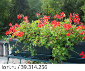 Blooming red ivy geranium pelargonium in the vertical design of landscaping of streets and parks. Beautiful large pelargonium geranium cranesbill. Floriculture and horticulture. Banja Koviljaca. Стоковое фото, фотограф Юлия Петровская / Фотобанк Лори