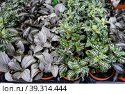 The assortment of home plants pilea on the shelf of the flower shop. Watermelon pilea, Pilea cadierei, a variety of colorful leaves of tropical potted plants. Стоковое фото, фотограф Ольга Симонова / Фотобанк Лори