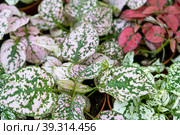 The assortment of home plants pilea on the shelf of the flower shop. Watermelon pilea, Pilea cadierei, a variety of colorful leaves of tropical potted plants. Стоковое фото, фотограф Ольга Симонова / Фотобанк Лори