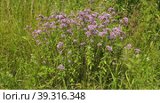 Южный Урал, цветущая душица обыкновенная (Origanum vulgare) на лугу. Southern Urals, blooming oregano (Origanum vulgare) in the meadow. Стоковое видео, видеограф Евгений Романов / Фотобанк Лори