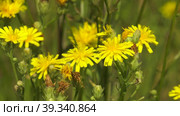 Южный Урал, цветущая Горлюха ястребинковая (Picris hieracioides) на лугу. Southern Urals, blooming hawkweed oxtongue (Picris hieracioides) in the meadow. Стоковое видео, видеограф Евгений Романов / Фотобанк Лори