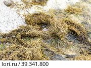 rodent burrows lined with old grass in a partially melted snowdrift, winterizing of housing, selective focus. Стоковое фото, фотограф Дмитрий Коростылев / Фотобанк Лори