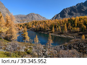 Forest landscape of Altai fall nature, mountain river or lake, Siberia taiga or forest on mountain slope. Altai natural scenery of autumn mountain forest and lake. Russia tourism, Altai, Siberia. Стоковое фото, фотограф Евгений / Фотобанк Лори