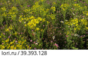 Южный Урал, цветущая якобея эруколистная на лугу. Southern Urals, blooming Jacobaea erucifolia in the meadow. Стоковое видео, видеограф Евгений Романов / Фотобанк Лори
