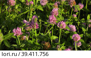 Южный Урал, цветущий красный клевер (Trifolium pratense) на лугу. Southern Urals, blooming red clover (Trifolium pratense) in the meadow. Стоковое видео, видеограф Евгений Романов / Фотобанк Лори