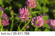 Южный Урал, цветущий красный клевер (Trifolium pratense) на лугу. Southern Urals, blooming red clover (Trifolium pratense) in the meadow. Стоковое видео, видеограф Евгений Романов / Фотобанк Лори