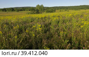 Уральские горы летом, цветущее поле. Ural Mountains in summer, blooming field. Стоковое видео, видеограф Евгений Романов / Фотобанк Лори