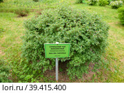 Кустовой курильский чай мелколистный (Dasiphora Parvifolia) Стоковое фото, фотограф Pukhov K / Фотобанк Лори