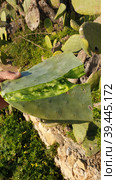 Опунция мелковолосистая (Opuntia microdasys). Сидживи (Siggiewi). Остров Мальта (2023 год). Стоковое фото, фотограф lana1501 / Фотобанк Лори