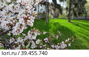 Цветущая войлочная вишня в городском парке. Красивые цветы Prunus tomentosa. Ветви с розовыми цветами на фоне ярко-зеленой травы. Вишня китайка цветет. Цветение сакуры. Blooming felt cherry in the city park. Beautiful flowers of Prunus tomentosa. Branches with pink flowers on a background of bright green grass. The Chinese cherry is blooming. Cherry blossoms. Стоковое видео, видеограф Ирина / Фотобанк Лори