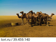 Portrait of drinking camels at the desert well in Ouled-Rachid, Batha, Chad. Стоковое фото, фотограф Сергей Майоров / Фотобанк Лори