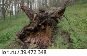 Южный Урал, корни большой поваленной лиственницы (Larix sibirica). Southern Urals, the roots of a large fallen larch (Larix sibirica). Стоковое видео, видеограф Евгений Романов / Фотобанк Лори