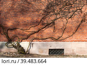 Isolated old brick wall and the dry trunk of an old tree for creating a design background (Roskilde Cathedral, Denmark) Стоковое фото, фотограф Елена  Попкова / Фотобанк Лори