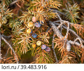 Южный Урал осенью, листва и шишкоягоды можжевельника (Juniperus communis). Southern Urals in autumn, foliage and berry-like cones of juniper (Juniperus communis). Стоковое фото, фотограф Евгений Романов / Фотобанк Лори
