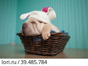 Щенок шарпея спит в шапочке с ушками. Стоковое фото, фотограф Оксана Лычева / Фотобанк Лори