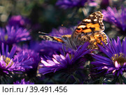 Natural background with purple Symphyotrichum novi-belgii aster colors. Стоковое фото, фотограф Виктория Кольцова / Фотобанк Лори