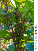 Ricinus communis, castor or palm-christie. Стоковое фото, фотограф Виктория Кольцова / Фотобанк Лори