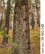 Южный Урал, следы подсечки на стволе сосны с остатками смолы. Southern Urals, the pine-tapping traces on the trunk with resin residues. Стоковое фото, фотограф Евгений Романов / Фотобанк Лори