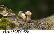 Молодые грибы вешенки на стволе дерева. Young oyster mushrooms on a tree trunk. Стоковое фото, фотограф Евгений Романов / Фотобанк Лори