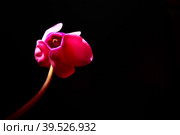Cyclamen, or Alpine violet, is a genus of plants in the subfamily Myrsinoideae of the family Primulaceae. Pink cyclamen on a black background. Copy space. Postcard, invitation or congratulation. Стоковое фото, фотограф Юлия Петровская / Фотобанк Лори