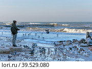 Человек кормит птиц. Берег Балтийского моря. Город Зеленоградск Калининградской области (2022 год). Редакционное фото, фотограф Румянцева Наталия / Фотобанк Лори