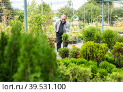 Happy mature male buyer in casual wear holding pot with Cupressus Goldcrest Wilma in outdoor plant market. Стоковое фото, фотограф Татьяна Яцевич / Фотобанк Лори