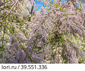 Pink little tamarisk flowers bloom on the tamarisk tree in spring. Стоковое фото, фотограф Виктория Кольцова / Фотобанк Лори