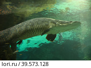 Fish under water. Arapaima fish - Pirarucu Arapaima gigas one largest freshwater fish. Fish in the aquarium behind glass. Стоковое фото, фотограф Ирина Вершинская / Фотобанк Лори