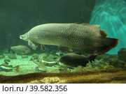 Fish under water. Arapaima fish - Pirarucu Arapaima gigas one largest freshwater fish. Fish in the aquarium behind glass. Стоковое фото, фотограф Ирина Вершинская / Фотобанк Лори