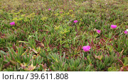 Суккулентное многолетнее растение Карпобротус саблевидный (лат. Carpobrotus acinaciformis). Санта-Мария-де-Белен, Лиссабон, Португалия (2023 год). Стоковое фото, фотограф lana1501 / Фотобанк Лори