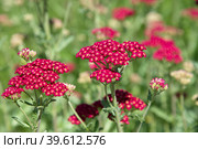 Красный тысячелистник (лат. Achillea) крупным планом. Стоковое фото, фотограф Елена Коромыслова / Фотобанк Лори