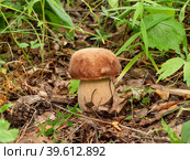Белый гриб (Boletus edulis) в смешанном лесу. Porcini mushroom (Boletus edulis) in the mixed forest. Стоковое фото, фотограф Евгений Романов / Фотобанк Лори