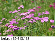 Тысячелистник розовый (лат. Achillea) в саду. Стоковое фото, фотограф Елена Коромыслова / Фотобанк Лори