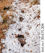 Южный Урал осенью: медвежьи следы на первом снегу. Southern Urals in autumn: bear tracks on the first snow. Стоковое фото, фотограф Евгений Романов / Фотобанк Лори