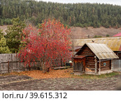 Южный Урал осенью: село Кага, яблоня с плодами возле бани. South Urals in autumn: Kaga village, apple tree with fruits near the bathhouse. (2022 год). Стоковое фото, фотограф Евгений Романов / Фотобанк Лори