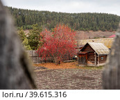 Южный Урал осенью: село Кага, яблоня с плодами возле бани. South Urals in autumn: Kaga village, apple tree with fruits near the bathhouse. (2022 год). Стоковое фото, фотограф Евгений Романов / Фотобанк Лори