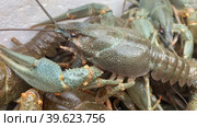 Live crayfish close-up in a styrofoam box. Стоковое видео, видеограф Виктория Кольцова / Фотобанк Лори