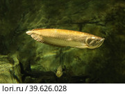 Platinum Silver arowana (Osteoglossum bicirrhosum) most expensive fish in the world. Fish in the aquarium. Fish underwater. Стоковое фото, фотограф Ирина Вершинская / Фотобанк Лори