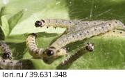 Личинки черемуховой моли (Yponomeuta evonymella) опутывают паутиной листву растения. Стоковое видео, видеограф Mixail59 / Фотобанк Лори