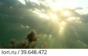 Рыбы плавают на зарослями водорослей в воде наполненной различными частицами. Стоковое видео, видеограф Цыбин Вадим / Фотобанк Лори