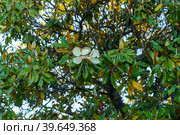 Branches of the magnolia grandiflora tree with flowers. Стоковое фото, фотограф Виктория Кольцова / Фотобанк Лори