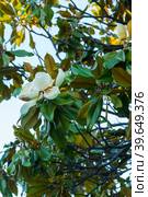 Branches of the magnolia grandiflora tree with flowers. Стоковое фото, фотограф Виктория Кольцова / Фотобанк Лори