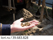 Sandy rocky soil of the aquifer from the well are drilling artesian well for water in ground. Insertion of metal casing pipe into ground, installation of individual drinking supply, June 28, 2022, Russia, Стоковое фото, фотограф Ольга Симонова / Фотобанк Лори