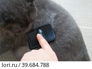 Женская рука вычесывает шерсть расческой у кота. Стоковое фото, фотограф Юлия Николаева / Фотобанк Лори