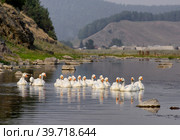 Южный Урал, село Кага: домашние гуси на реке Кага. Southern Urals, Kaga village: domestic geese on the Kaga River. Стоковое фото, фотограф Евгений Романов / Фотобанк Лори