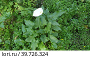 Калла эфиопская зантедеския (calla zantedeschia aethiopica). Кашкайш, Лиссабон, Португалия (2023 год). Стоковое фото, фотограф lana1501 / Фотобанк Лори
