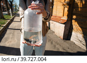 aquarium fish in a package for transportation to the aquarium. Safe relocation of fish purchased in the store. A woman has a bag of water in her hand on the street. Pets. Стоковое фото, фотограф Ольга Симонова / Фотобанк Лори
